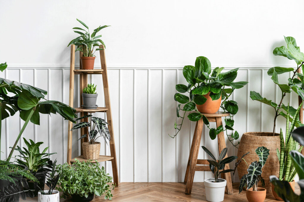 house plants for air quality