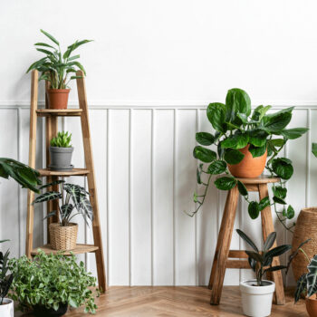 house plants for air quality